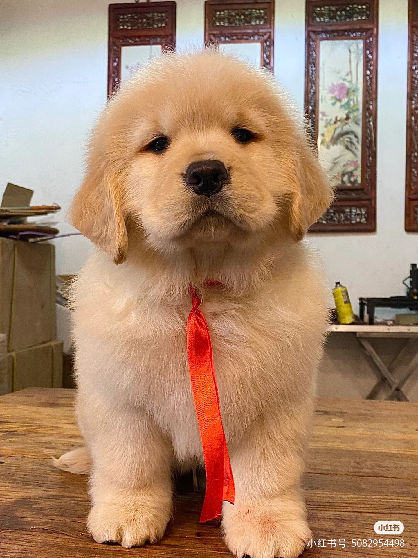 大骨架金毛寻回犬